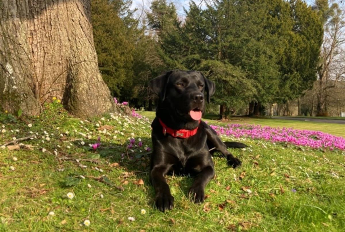 Doggies at De Vere