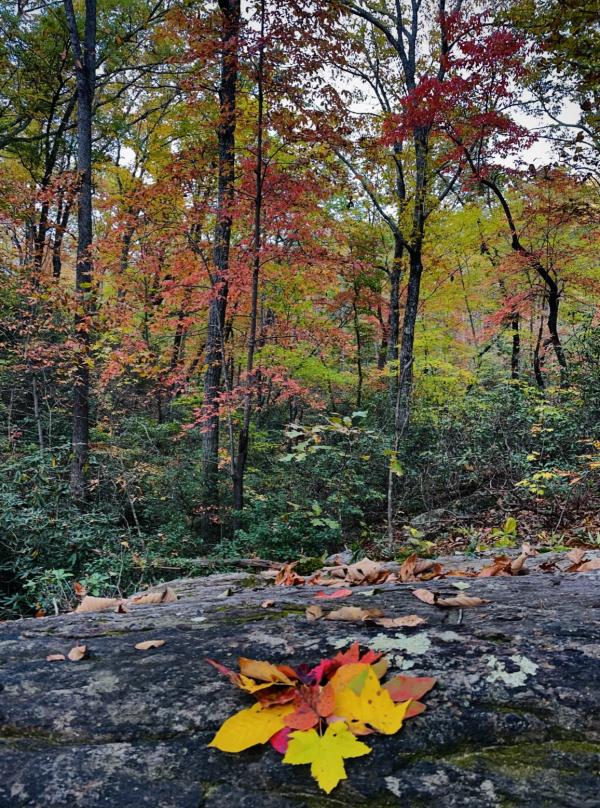 Park - Fall Leaves