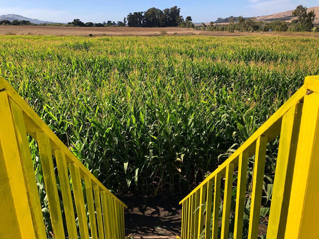 Brookshire Farms Corn Maze