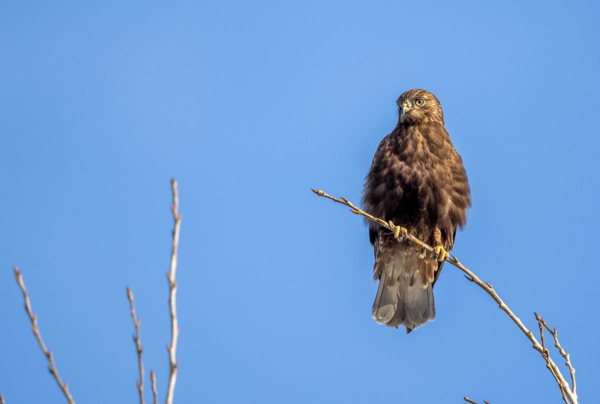 Perched Rough-legged hawk