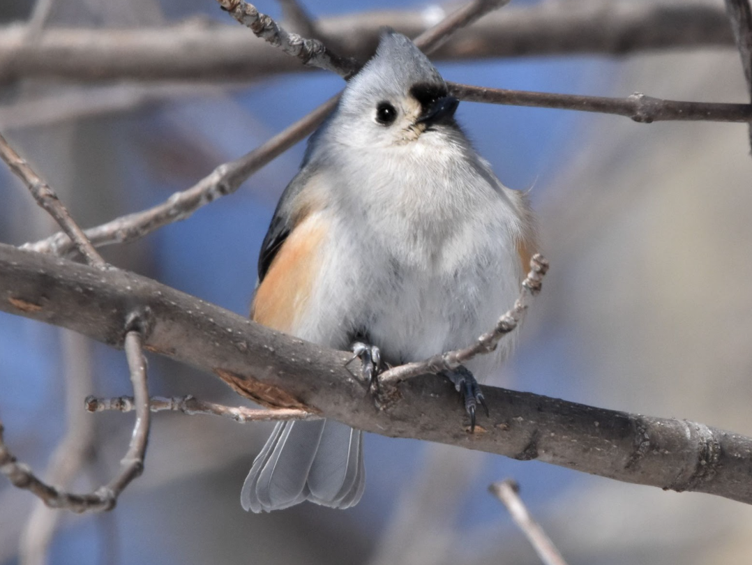 Tufted Tirmouse bird perched on a branch