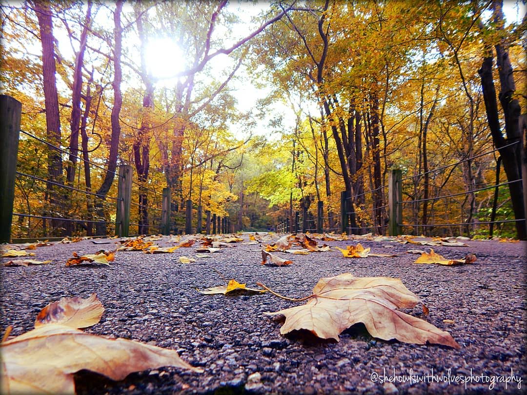 leaves on a paved trail with bright colored trees