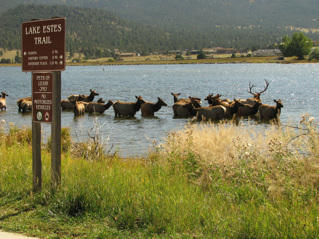 Lake Estes Wildlife Watching