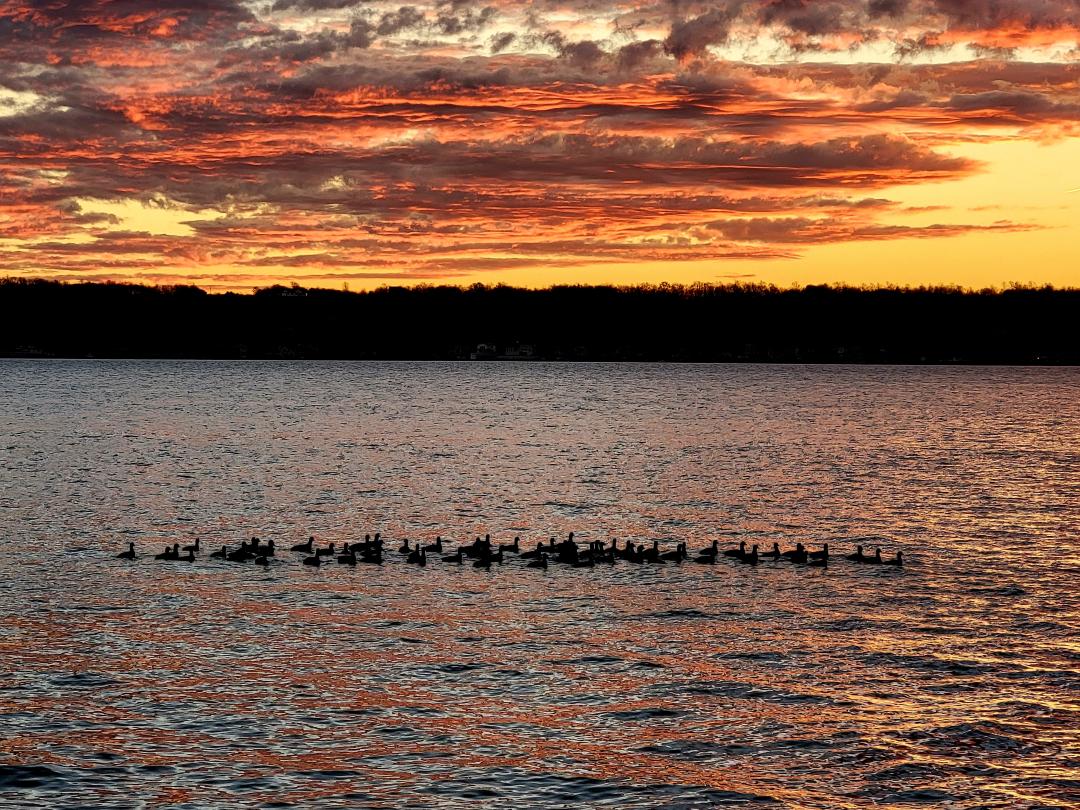 Canandaigua Lake Sunrise Ducks on Water
