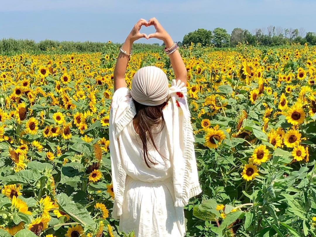 Sunflower Fields In Indiana