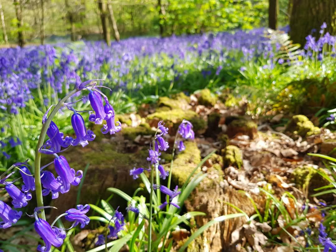 Best bluebell walks in Surrey