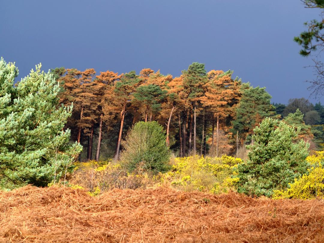 Ashdown forest trees full of orange autumn colour