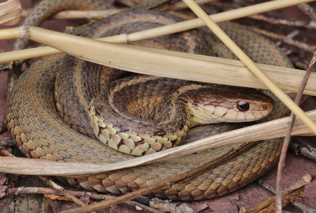 Garder Snake in Durango, Colorado