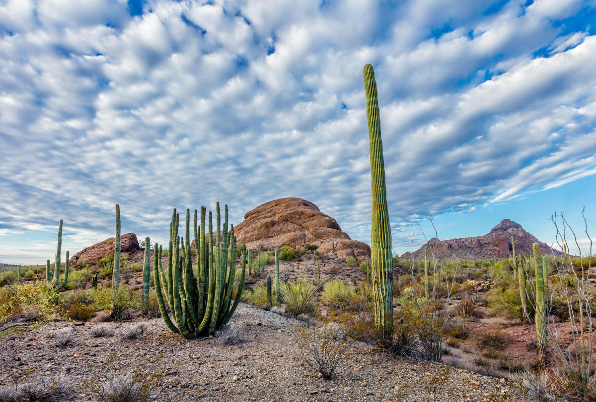 Organ Pipe National Forest