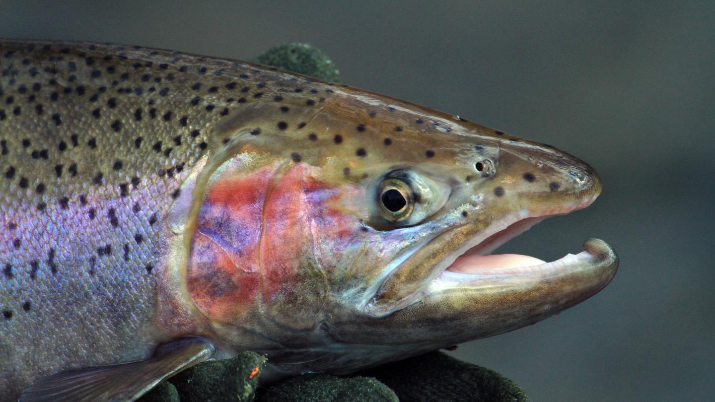Trout
