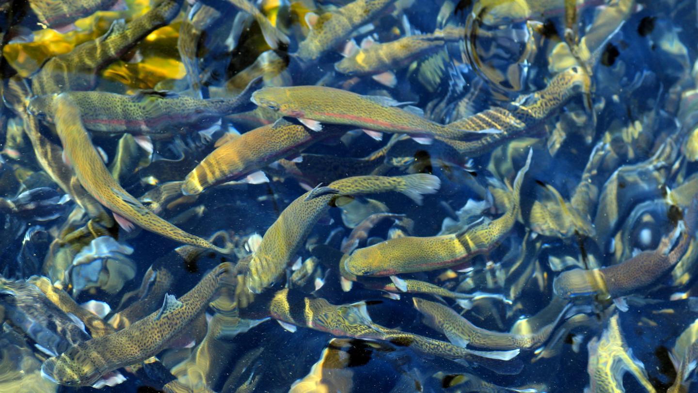 Fish Hatchery