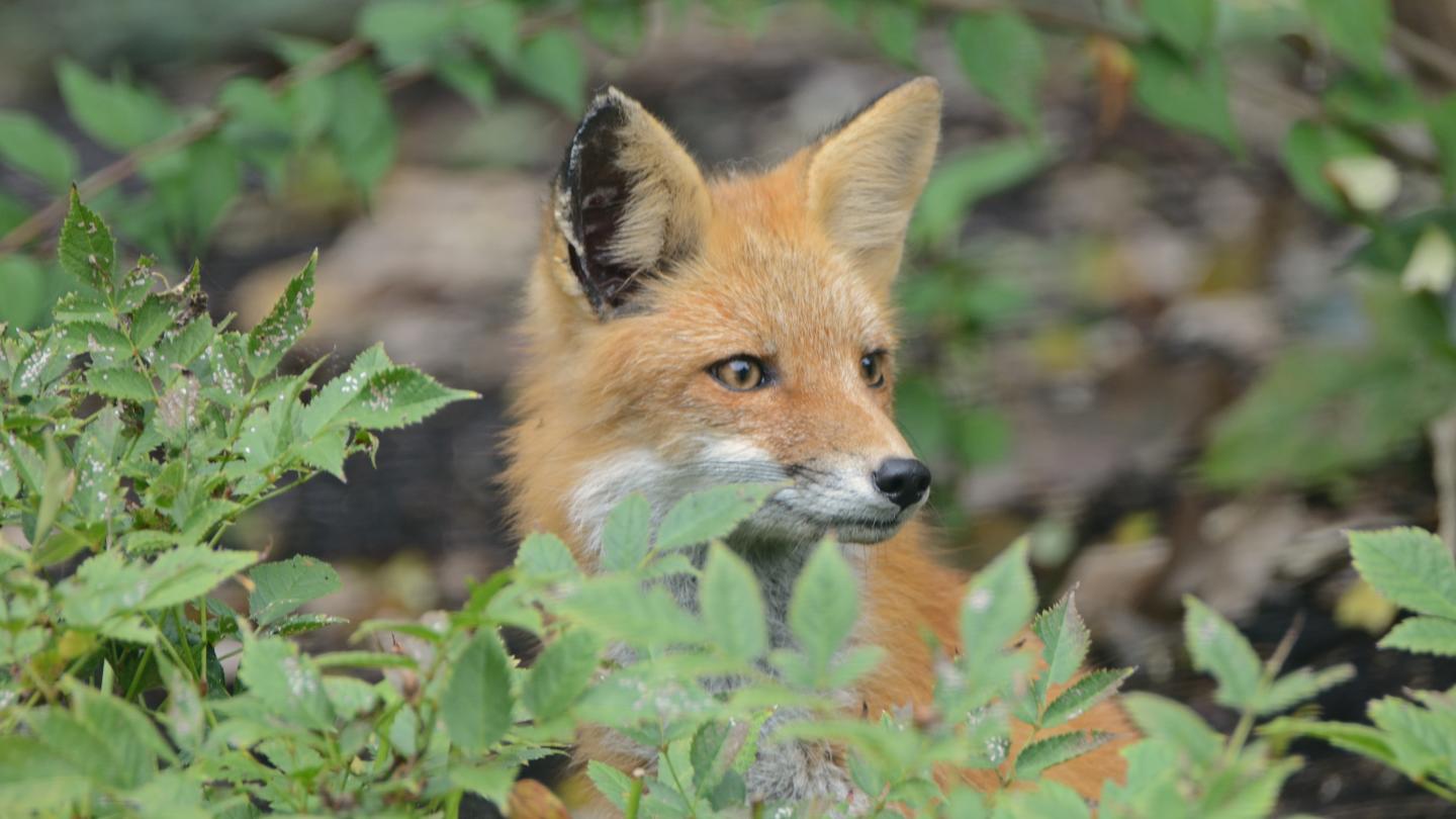 Red Fox