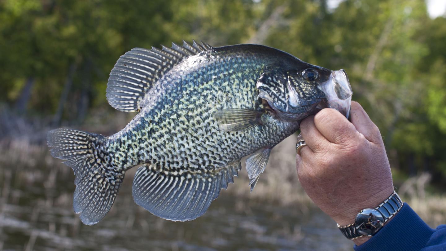Black Crappie Fishing