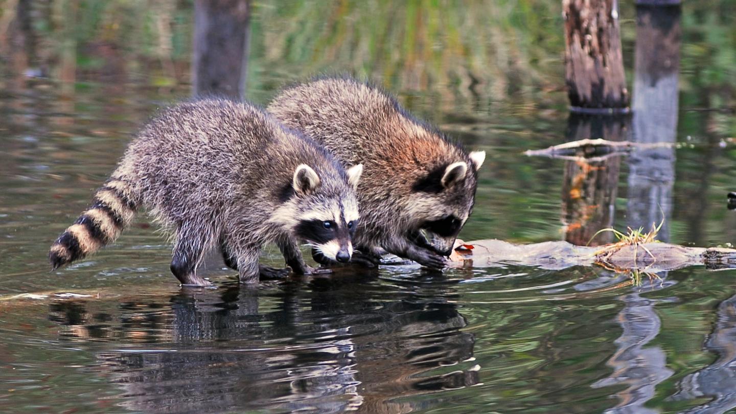 Raccoons in the wild wildlife
