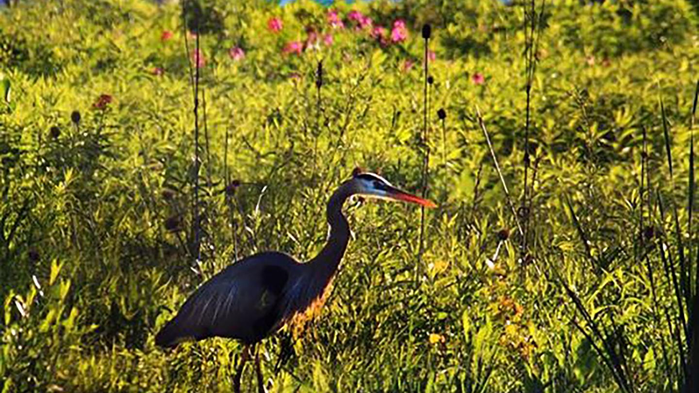Heron Water Wildlife