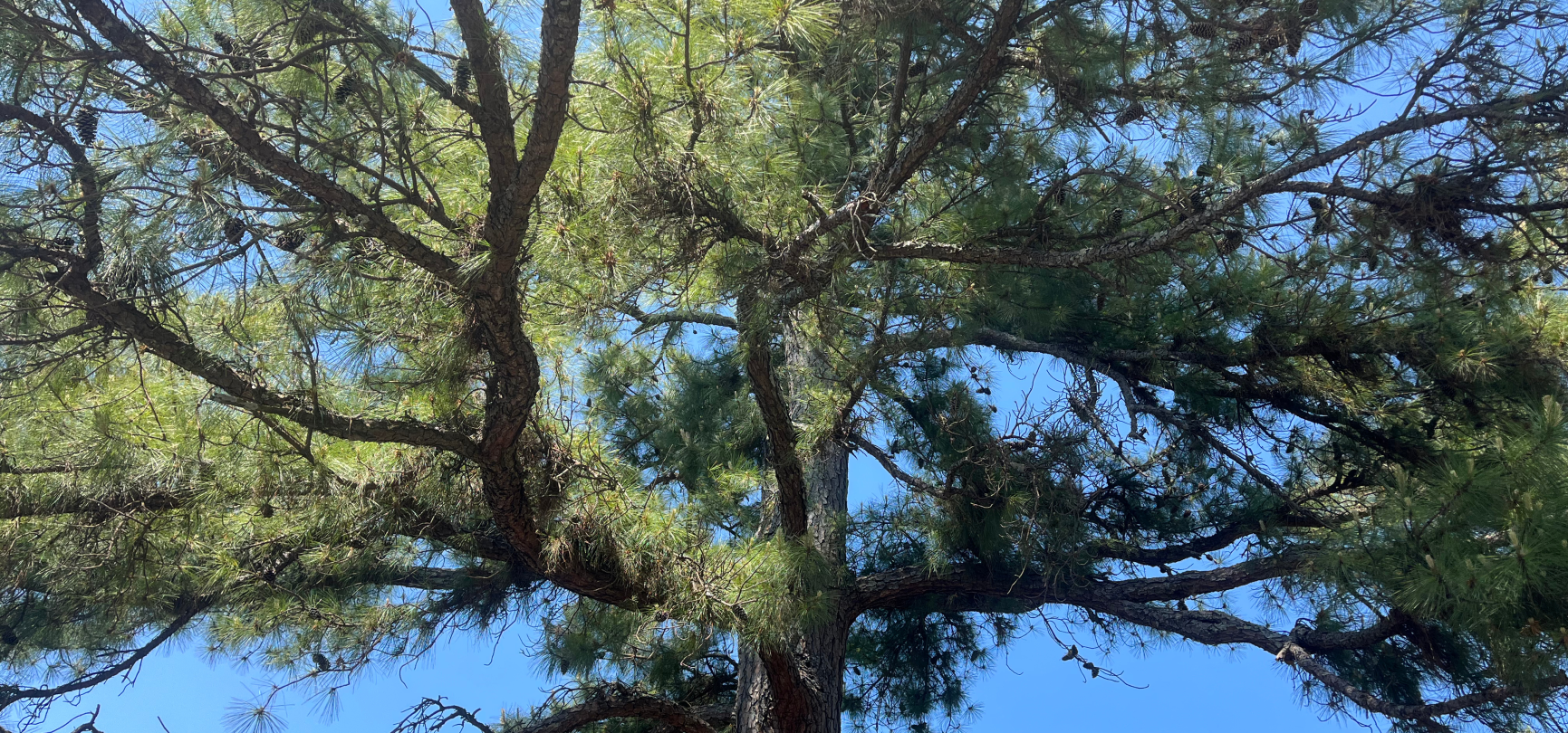 They Came from Outer Space (Kind of): The Athens Moon Trees