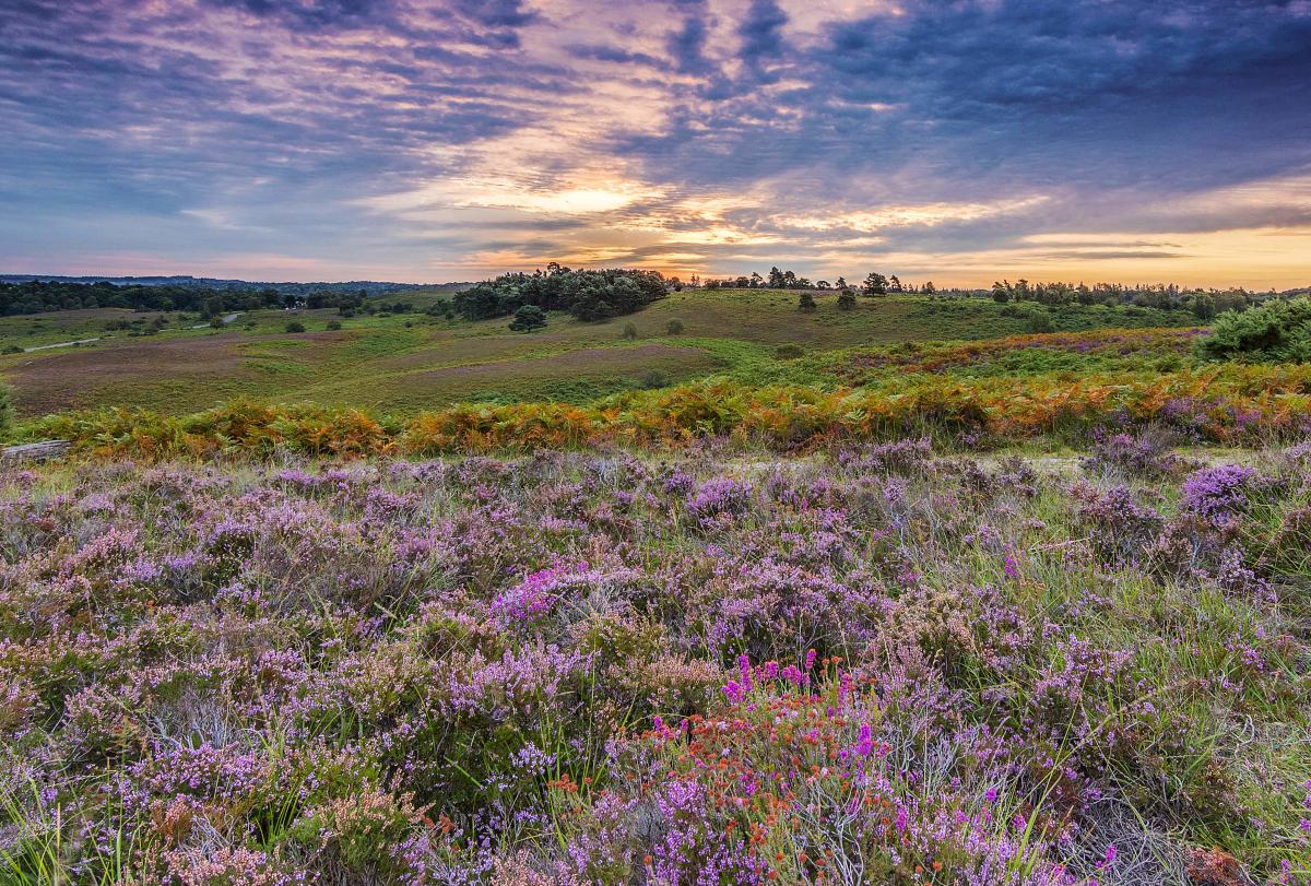 Rockford Common covered in heather in the summer in the New Forest