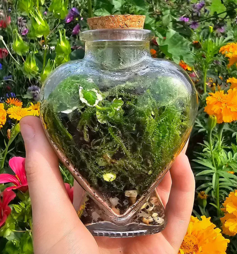 Heart Moss Terrarium Jungle HOuse Event