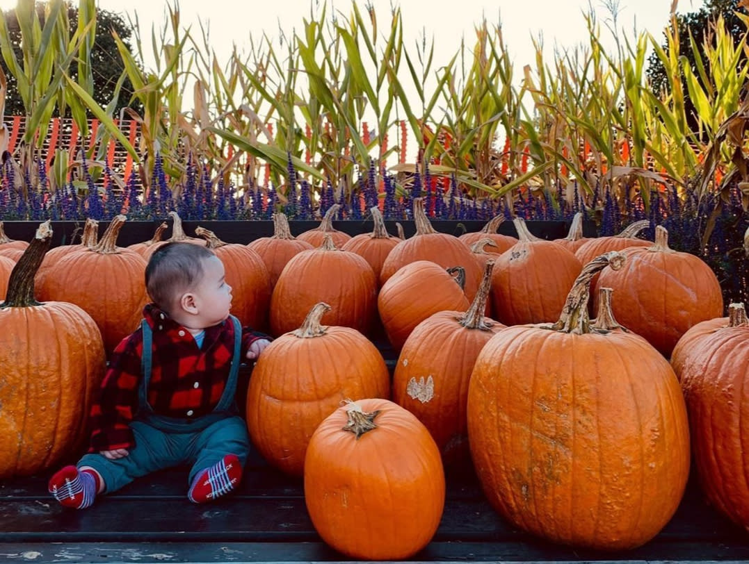 Pumpkin Patch Cox Farms