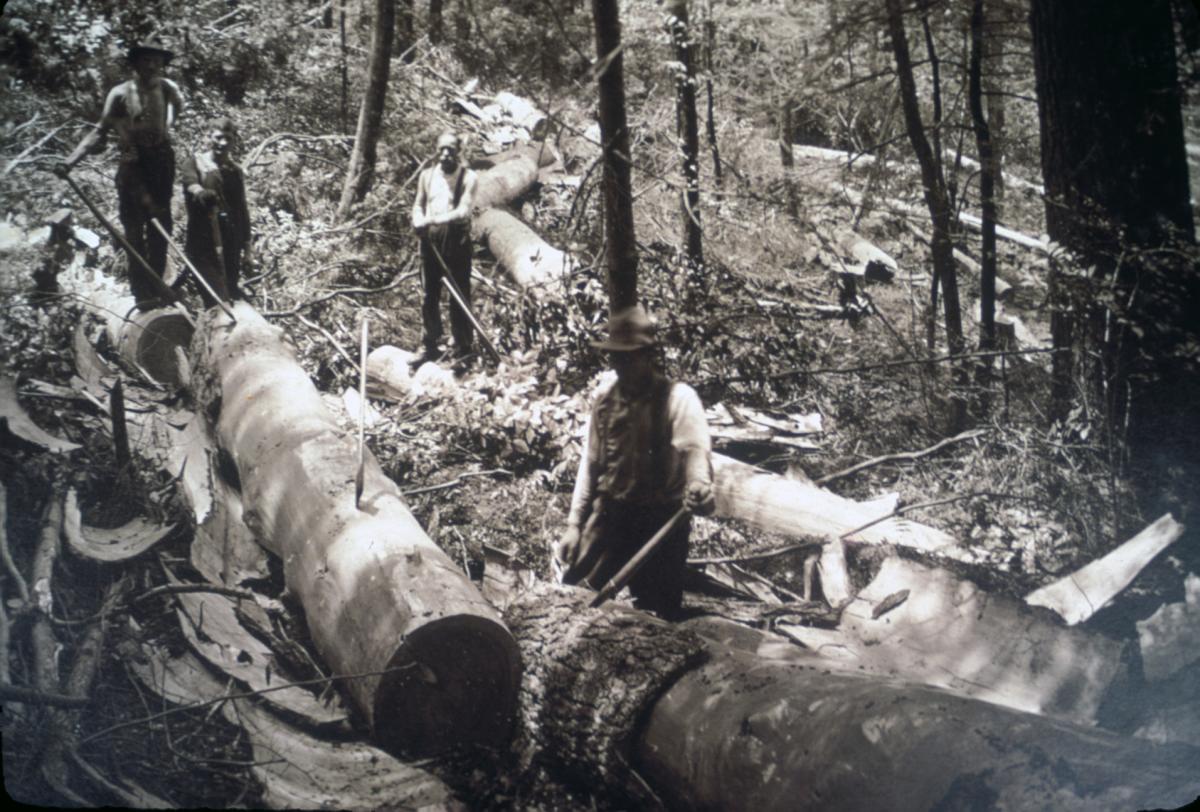 Historic logging in Smokies