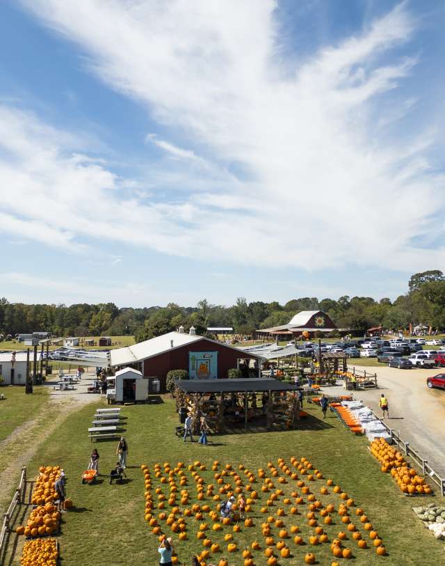 Patterson Pumpkins Drone Shot
