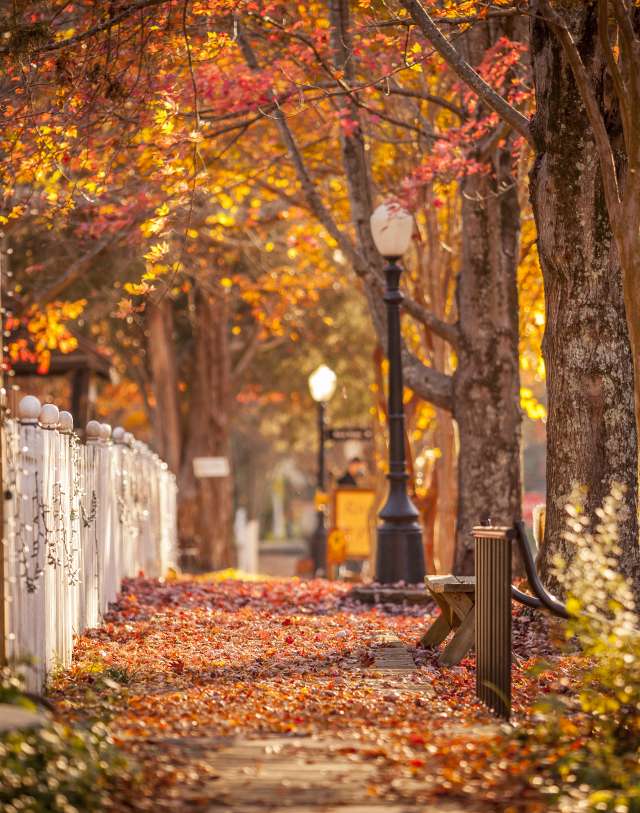 Fall Gold Hill Pathways