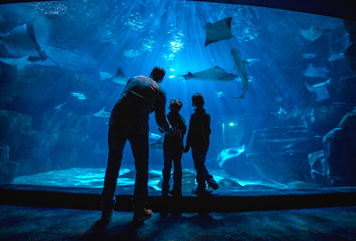 Ocean Wonders Show