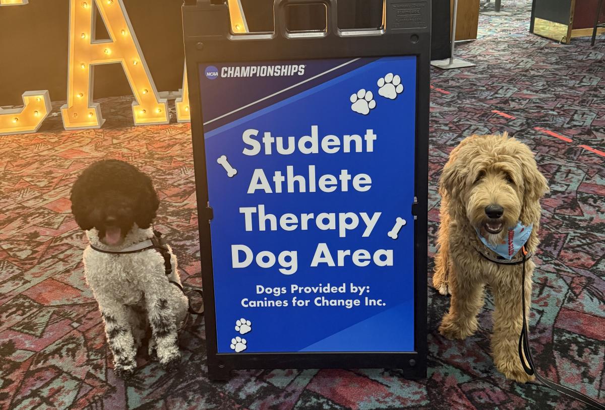 Two dogs on either side of a sign the reads "Student Athlete Therapy Dog Area"