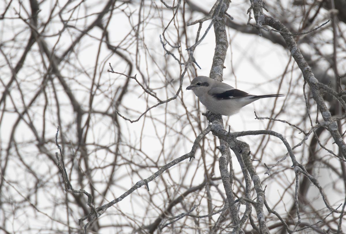 A gray and black bird sits in a tree with no leaves on it.