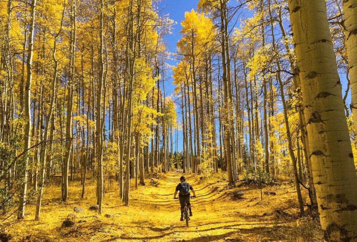 Man Biking Through Fall Aspens In Fort Collins, CO