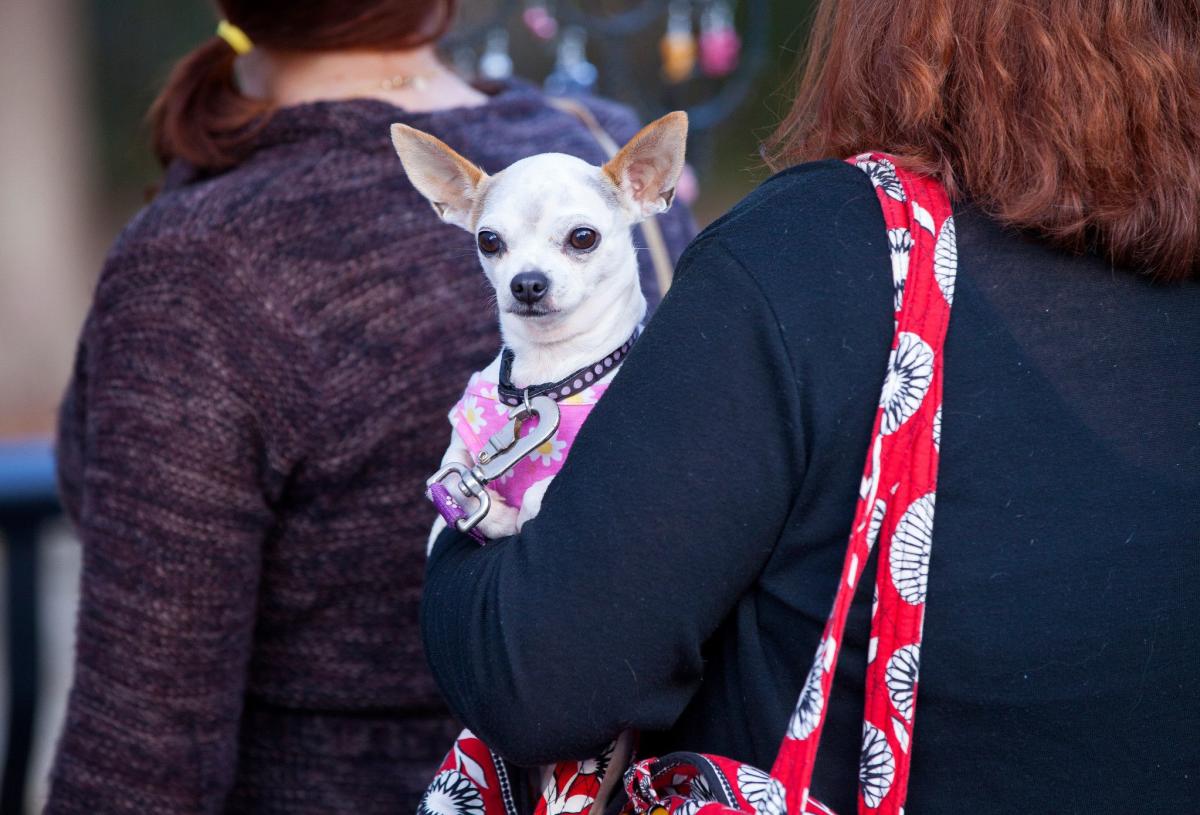 Take Your Pet Along for the NAVC Fun(d) Run/Walk in Orlando