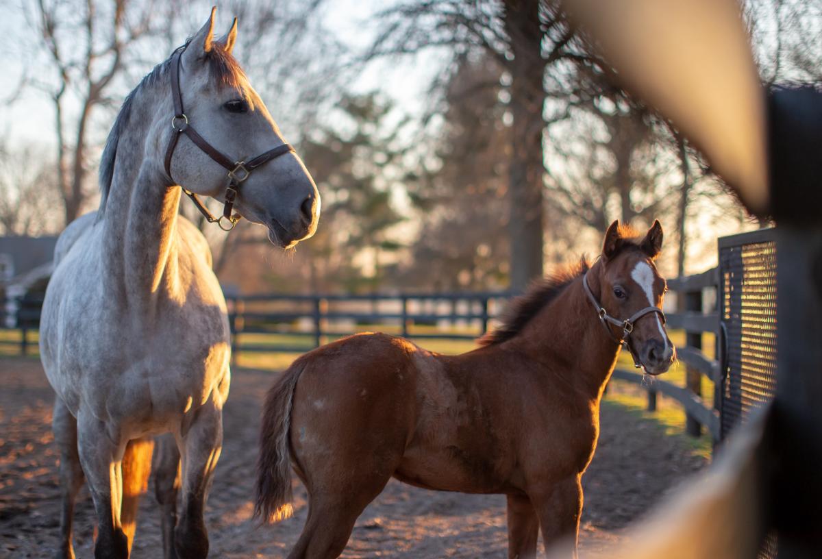 Stonestreet Farm