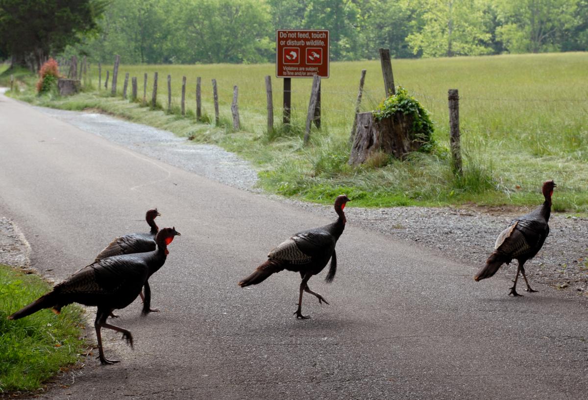 turkey in park