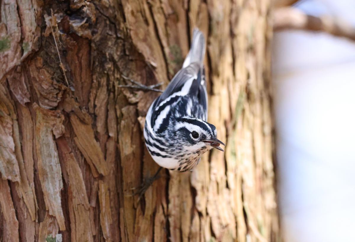 Photo Credit: Black-and-White Warbler by Brandon Corry/Audubon Photography Awards