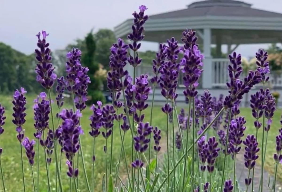 Lavender Waves Farm
