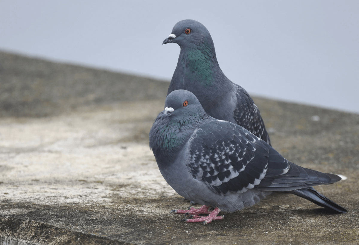 Two pigeons perching closely together on a concrete ledge in Cheyenne, Wyoming.
