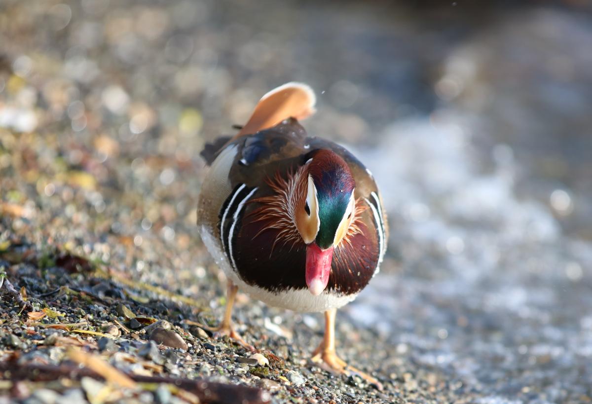 Mandarin duck walking on beach