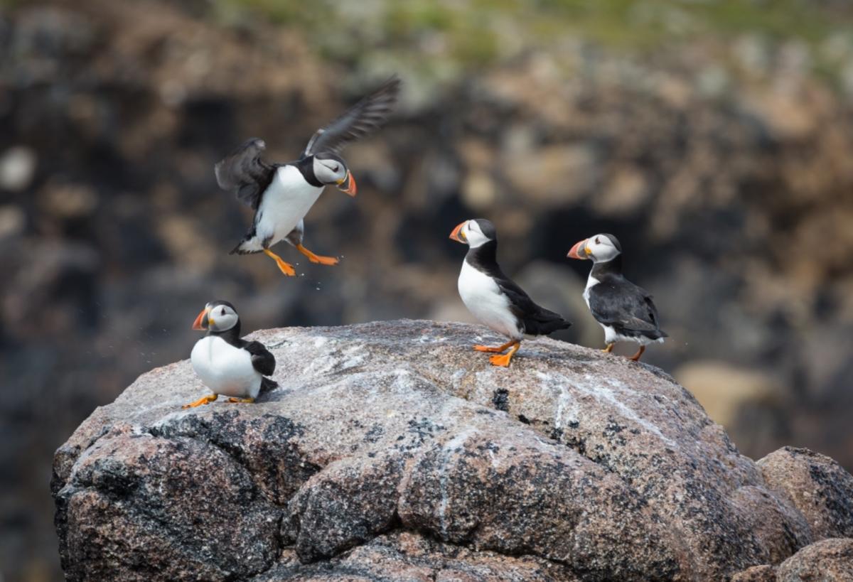 Puffins on rocks