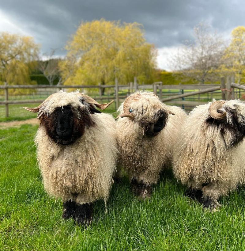 Sheep at Northlands Farm