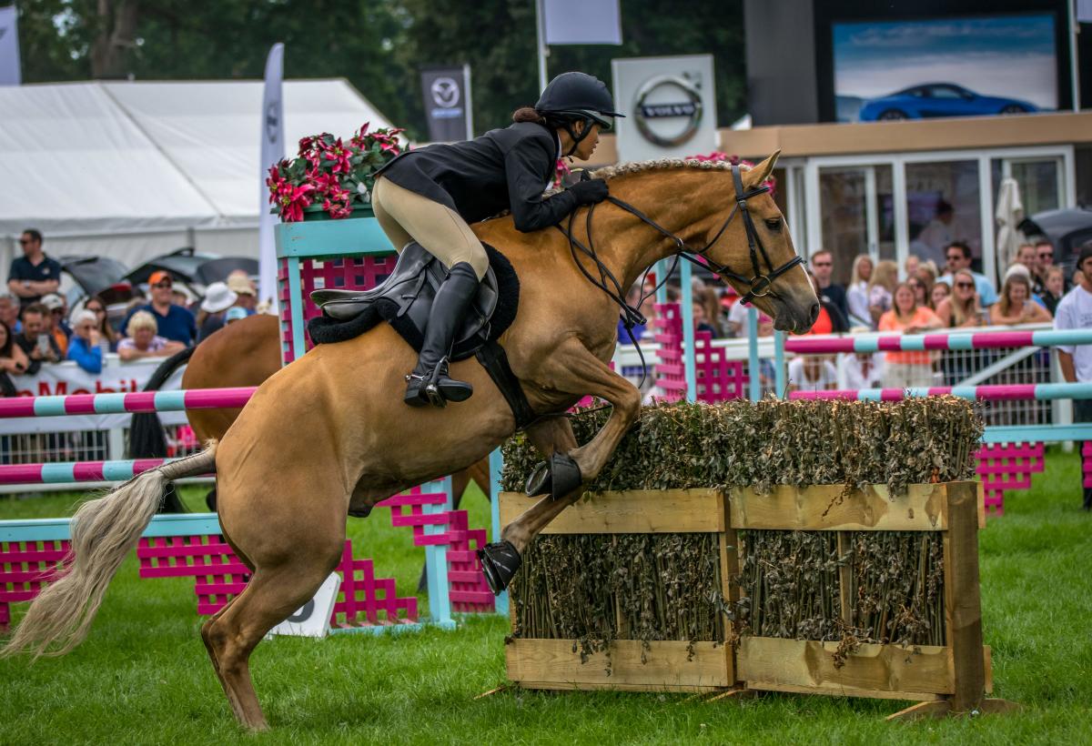 New Forest Show - Summer Days Out Blog July 2023