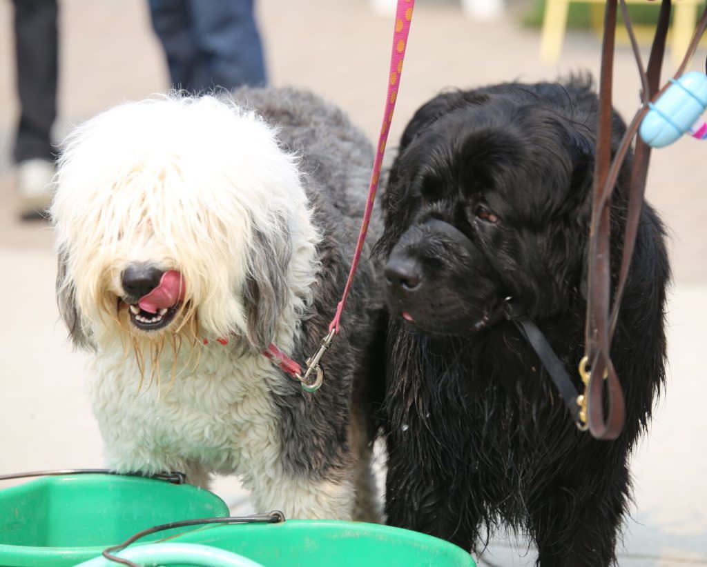 Dogs on Leashes – Mackinac Island Tourism Bureau