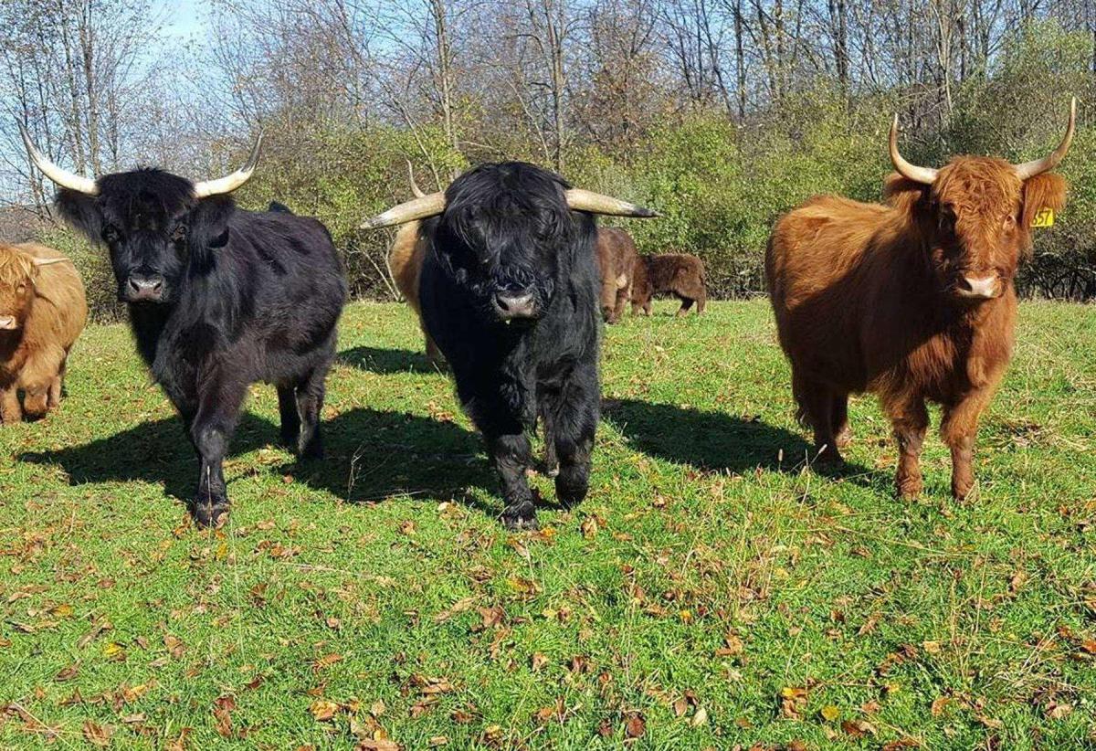 Bisons