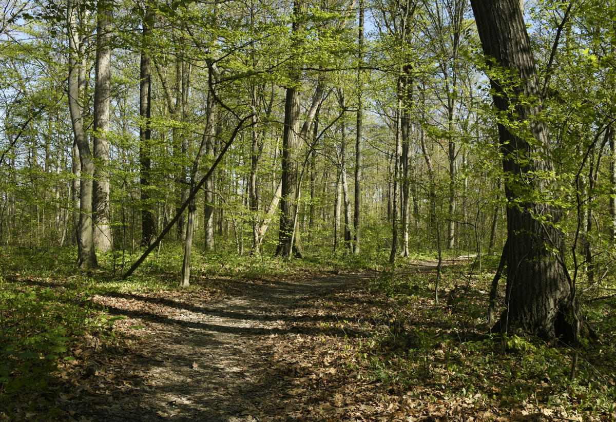 Trail in Burnett Woods Nature Preserve