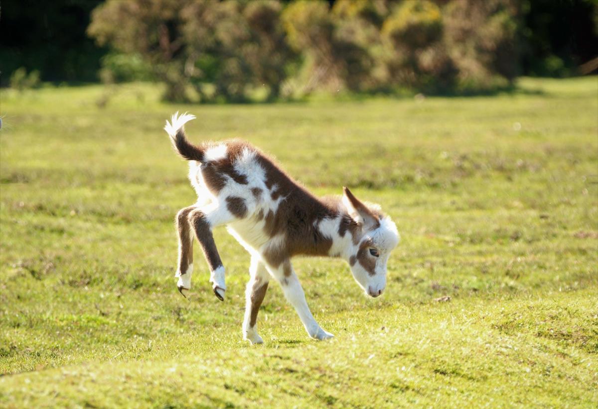 Spring Calf