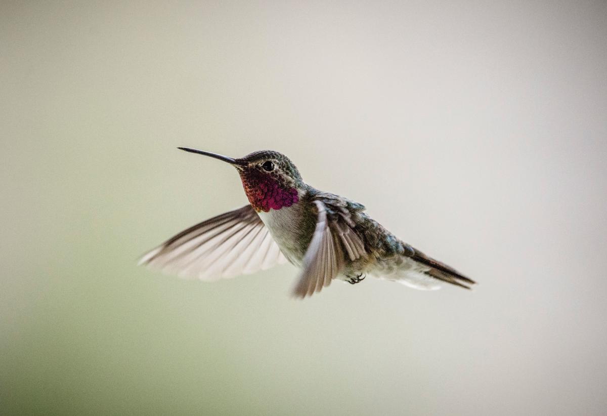 A broad-tailed hummingbird spotted in Terrero