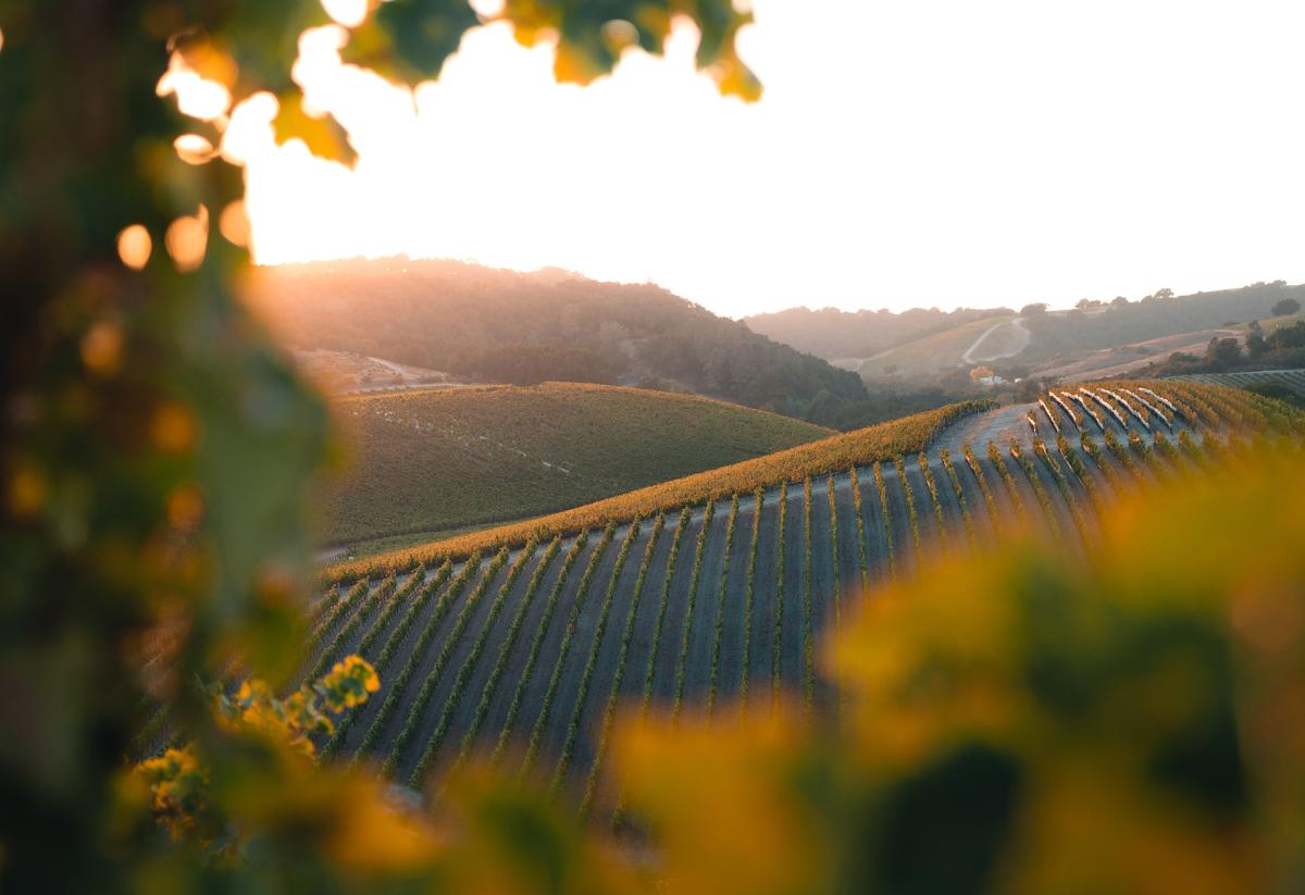 Paso Roble Vineyard Hills