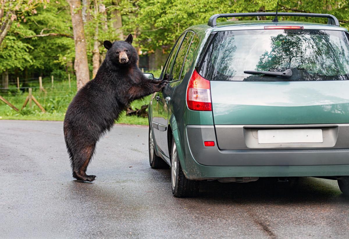 Black bear at car