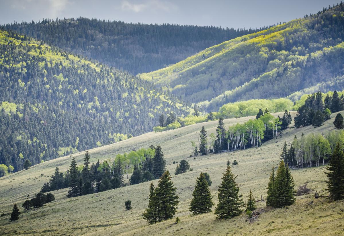 Valle Vidal in the Carson National Forest