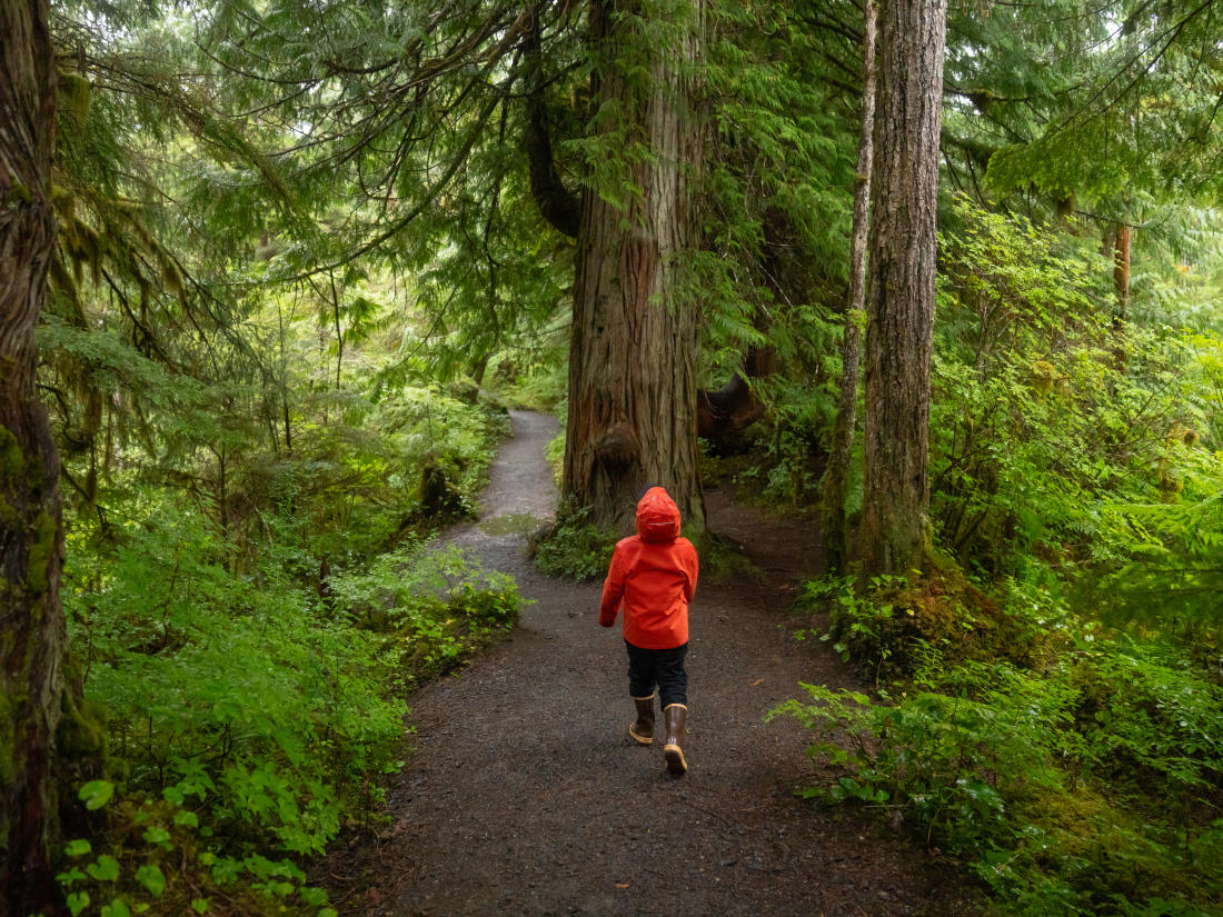 Lunch Creek Old Growth Cedar 2025 - 7