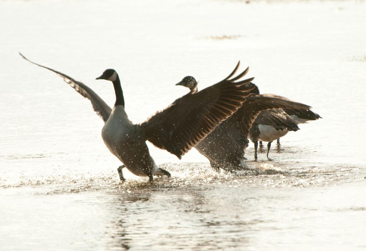 3 geese standing in water, 1 goose has its wings up as if it is about to take off in flight